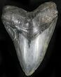 Large Fossil Megalodon Tooth - South Carolina #28733-1